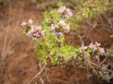 Thymus guberlinensis