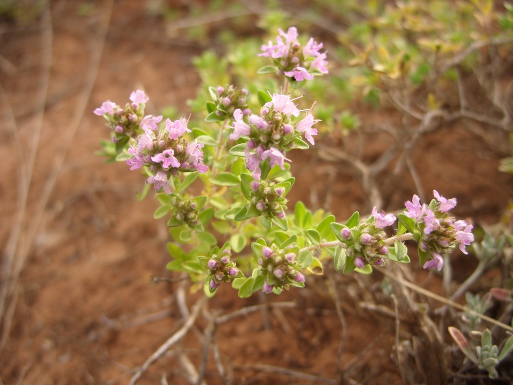 Изображение особи Thymus guberlinensis.