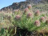 Bungea vesiculifera. Цветущие растения. Узбекистан, Нуратинские горы, хребет Актау. Начало мая 2013 г.