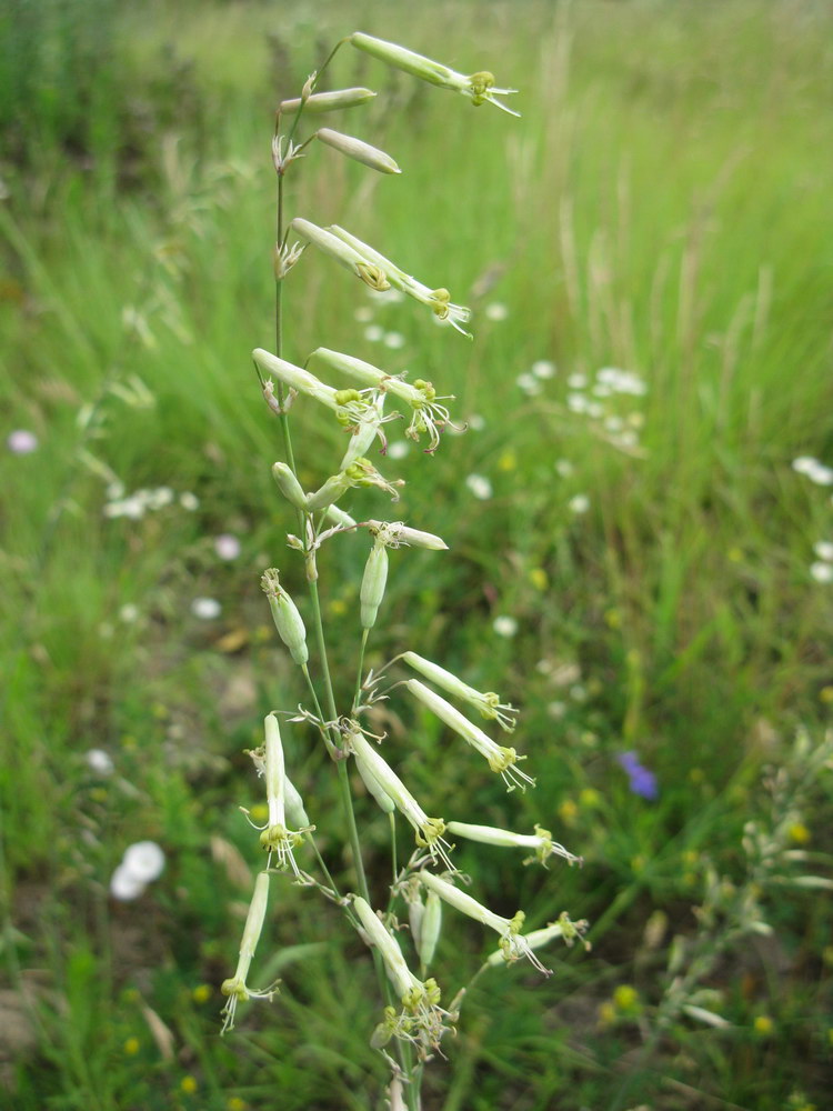 Изображение особи Silene chlorantha.