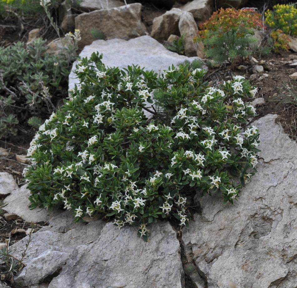 Image of Daphne oleoides specimen.