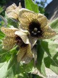 Hyoscyamus niger