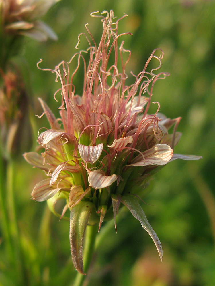 Изображение особи род Tragopogon.