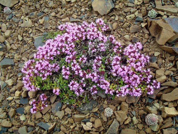 Изображение особи Thymus ussuriensis.