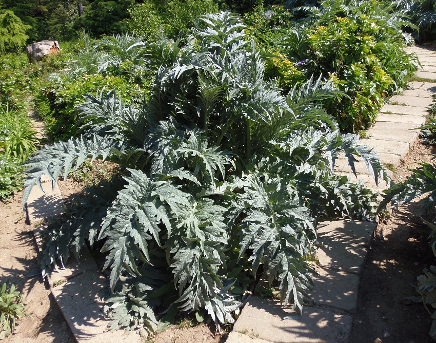 Изображение особи Cynara scolymus.