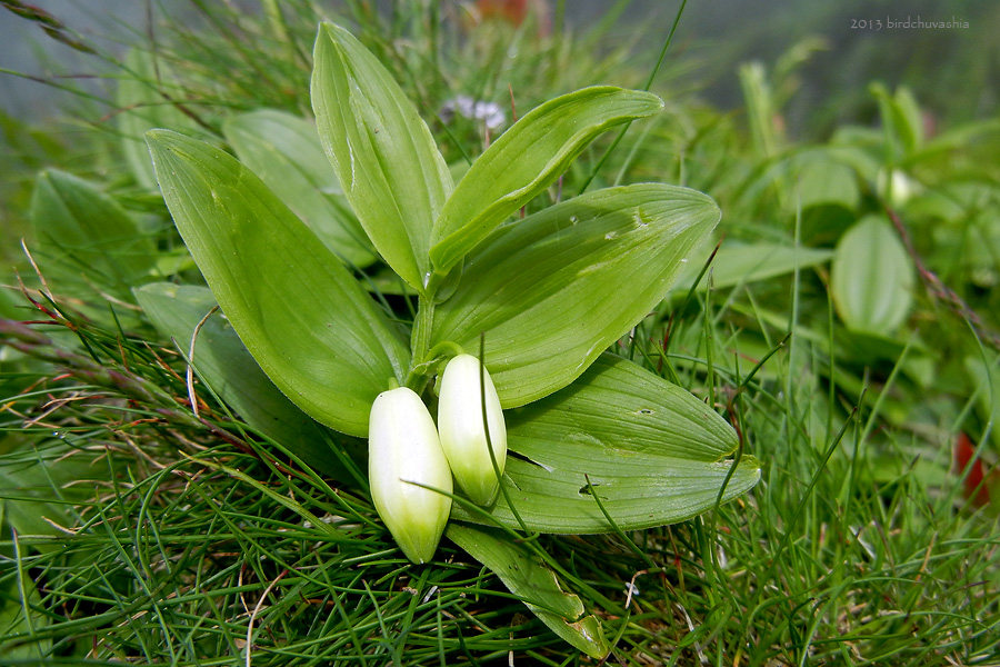 Image of Polygonatum humile specimen.