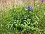 Gentiana asclepiadea