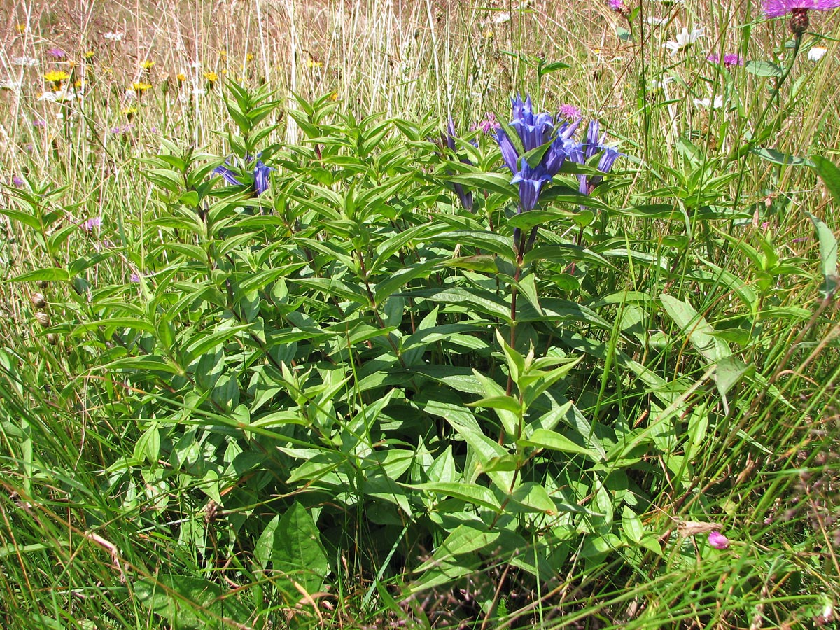 Image of Gentiana asclepiadea specimen.
