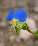 Commelina communis