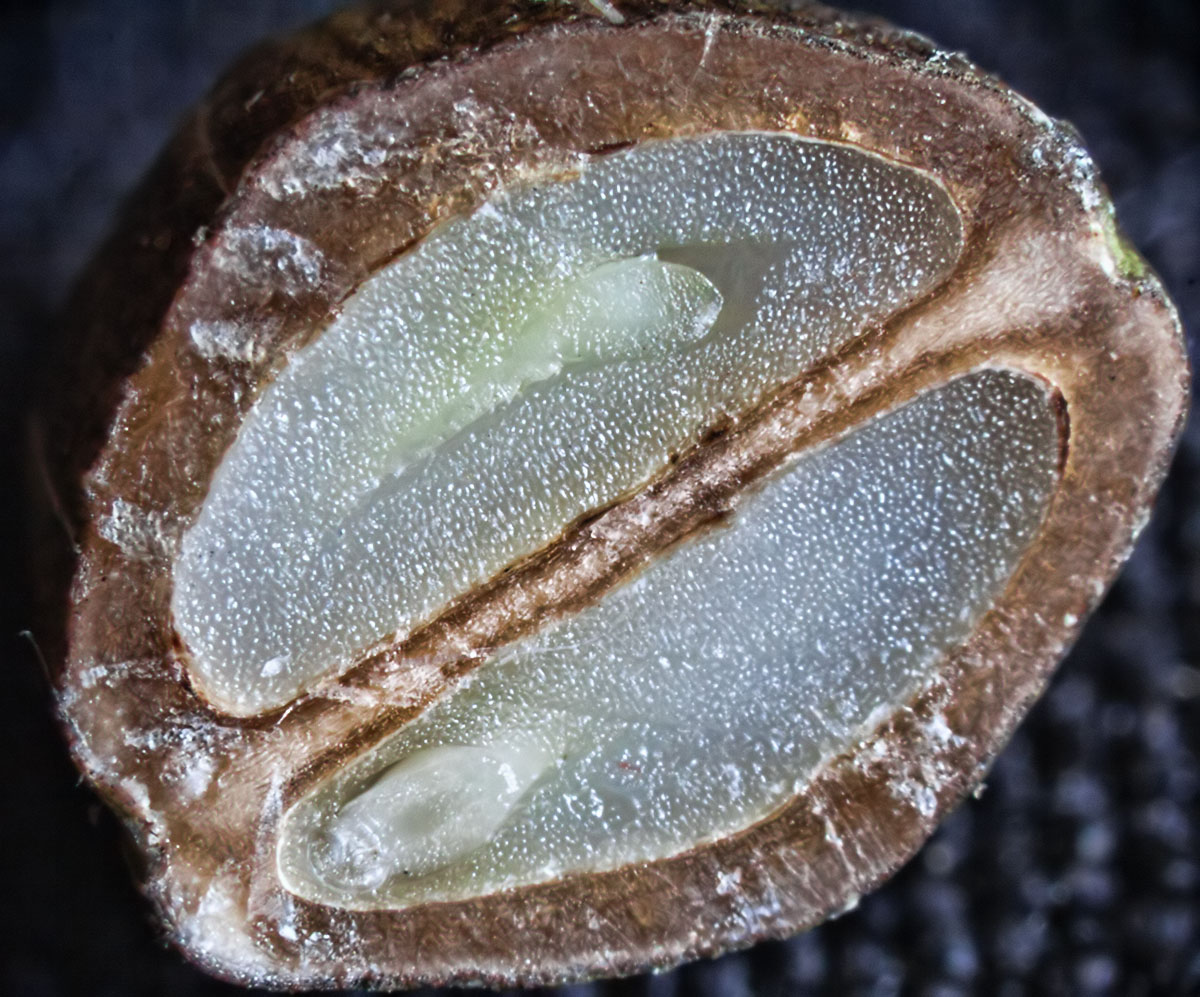 Image of Swida alba specimen.
