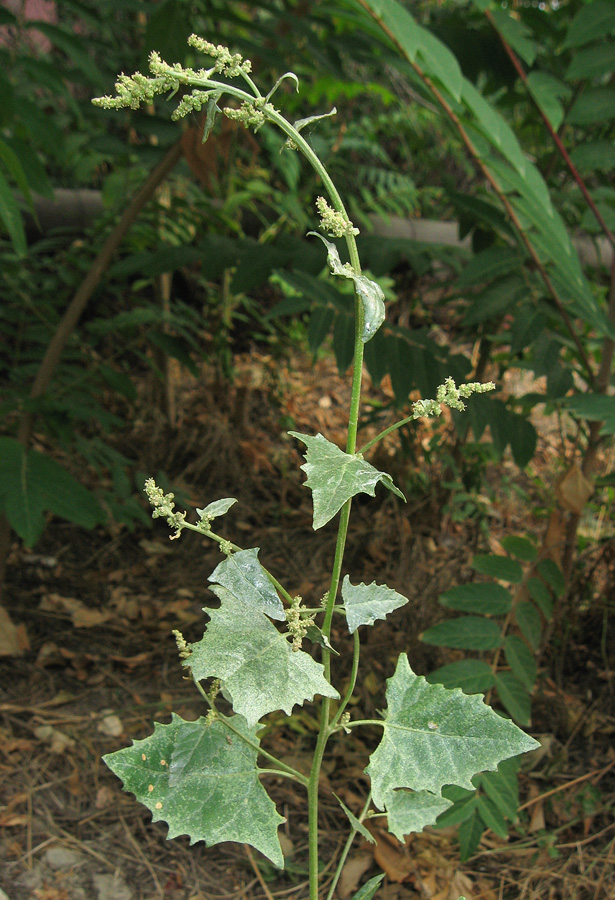 Изображение особи Atriplex micrantha.