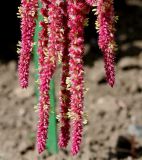 Amaranthus caudatus