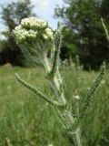 Achillea setacea