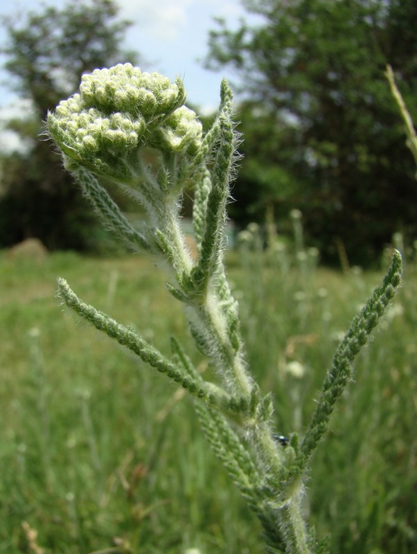 Image of Achillea setacea specimen.