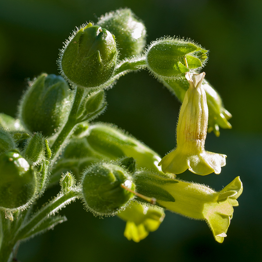 Image of Nicotiana rustica specimen.