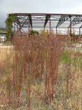 Symphyotrichum subulatum variety squamatum. Заросли плодоносящих растений. Крым, Ялта, Грузпорт. 14 октября 2013 г.
