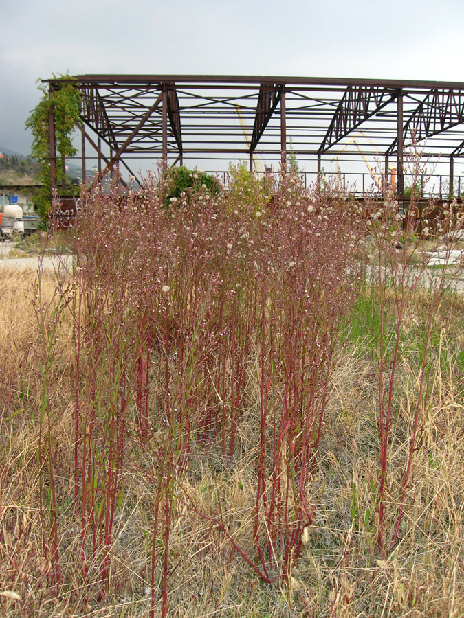 Изображение особи Symphyotrichum subulatum var. squamatum.