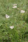 Filipendula palmata