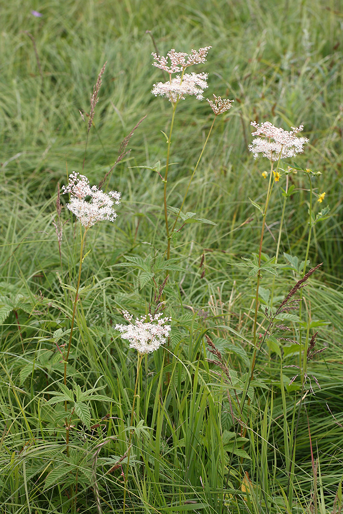 Image of Filipendula palmata specimen.