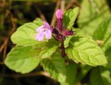 Clinopodium chinense