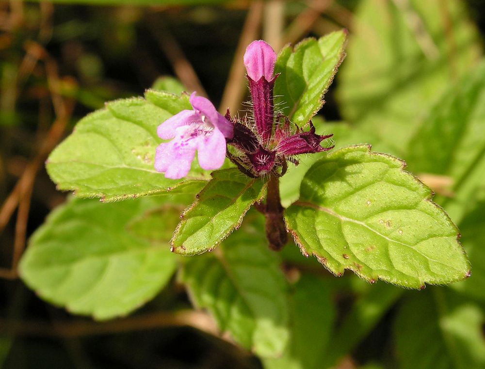 Image of Clinopodium chinense specimen.