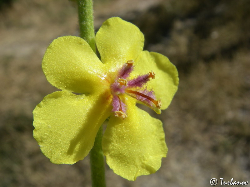 Изображение особи Verbascum sinuatum.