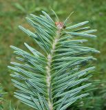 Abies balsamea