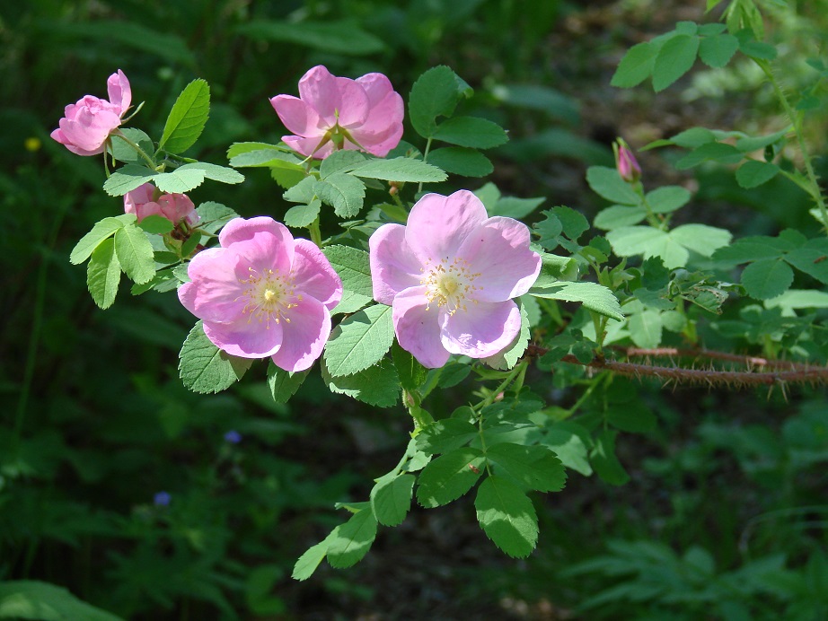 Изображение особи Rosa acicularis.