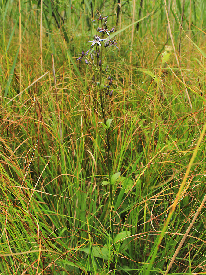 Image of Swertia perennis specimen.