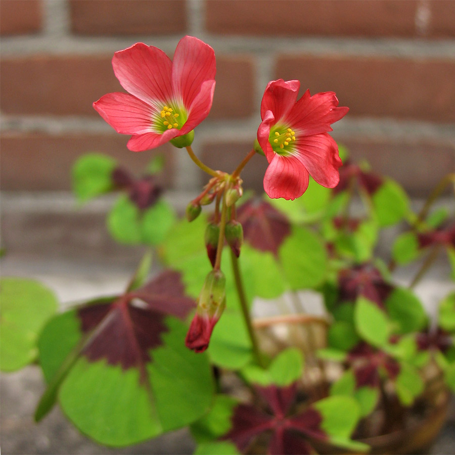 Image of Oxalis tetraphylla specimen.