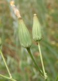 Crepis pulchra. Нераспустившееся соцветие. Южный Берег Крыма, Никитский ботанический сад, возле тропы. 24.05.2013.