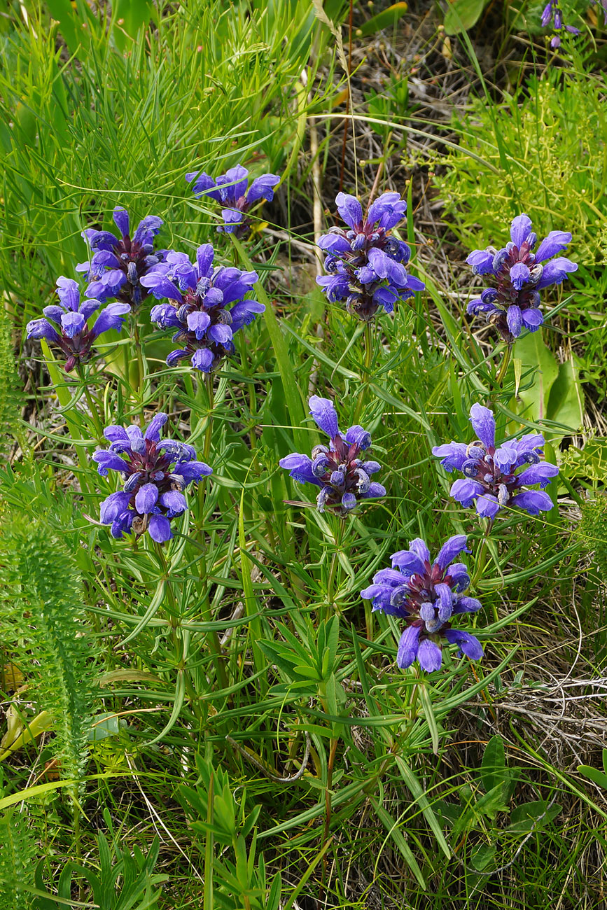 Изображение особи Dracocephalum ruyschiana.