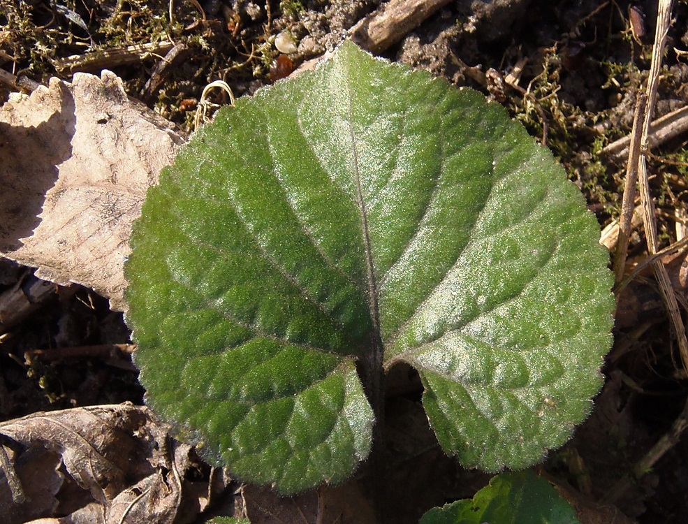 Image of Viola odorata specimen.