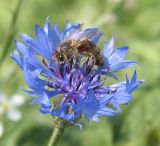 Centaurea cyanus. Соцветие с фуражирующей медоносной пчелой (Apis mellifera L.). Восточный Казахстан, Уланский район, с. Украинка, дачный участок. 13.07.2005.