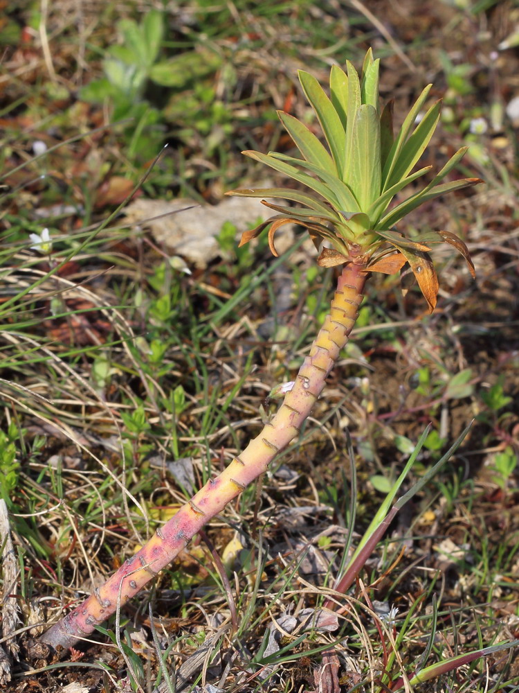 Image of Euphorbia stepposa specimen.