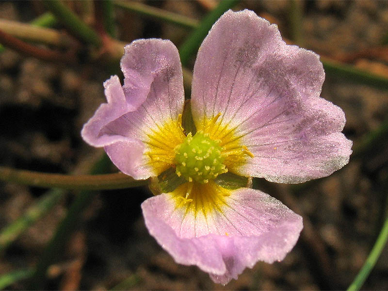 Изображение особи Baldellia ranunculoides.