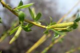 Salix excelsa