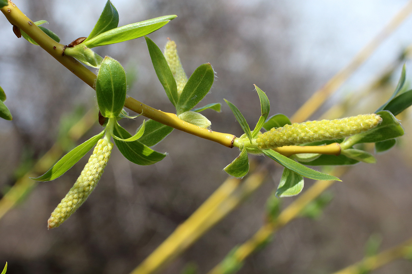 Изображение особи Salix excelsa.