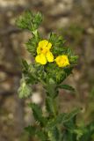 Potentilla recta ssp. pilosa