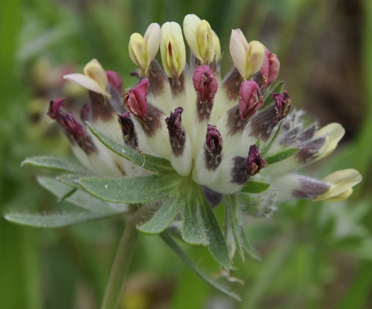 Изображение особи Anthyllis vulneraria ssp. rubriflora.