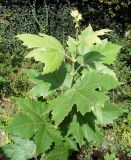 Platanus orientalis. Верхушка молодого растения. Южный берег Крыма, г. Алушта, искусственный каньон р. Демирджи. 18 августа 2013 г.