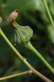 Sonchus asper. Отцвётшая корзинка. Украина, Львовская обл., Дрогобычский р-н, г. Трускавец, обочина дороги. 05.06.2014.