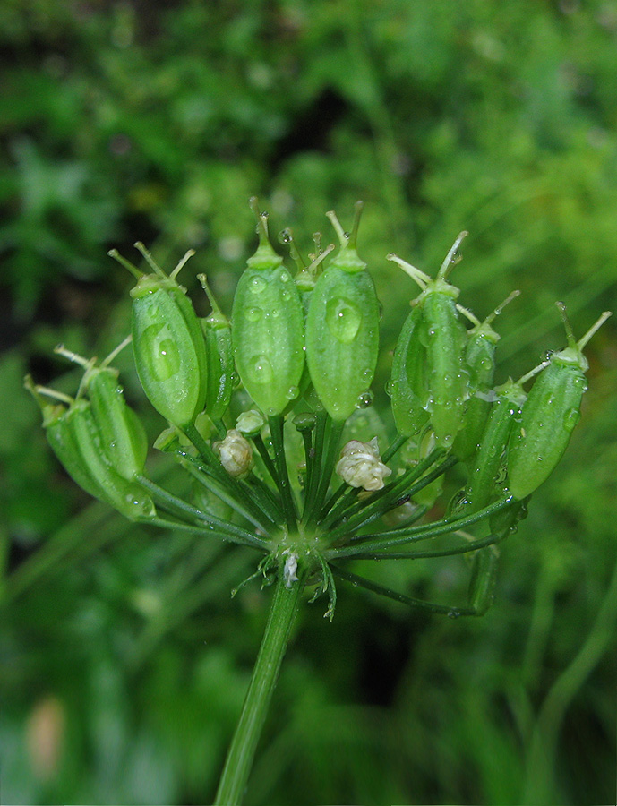 Image of genus Heracleum specimen.