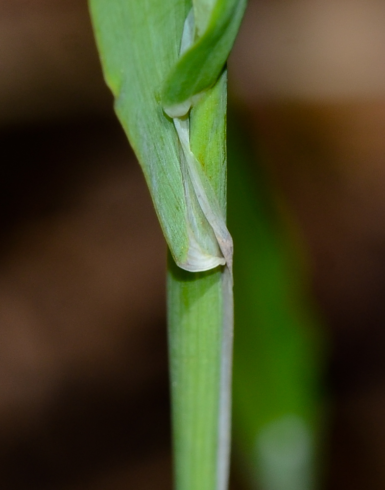 Image of Cynosurus echinatus specimen.