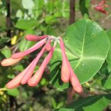 Lonicera × brownii