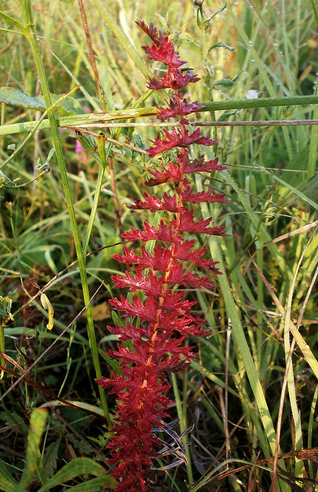 Image of Filipendula vulgaris specimen.