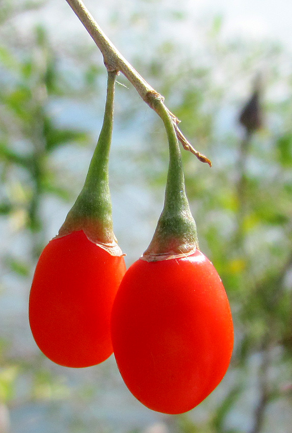 Изображение особи Lycium barbarum.