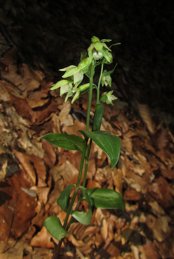 Изображение особи Epipactis persica.