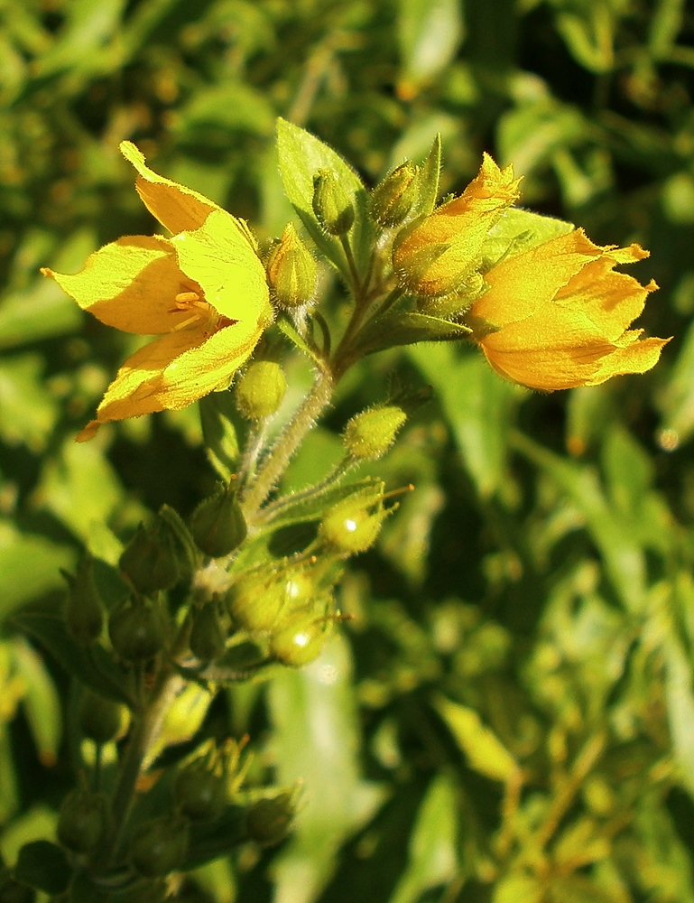 Изображение особи Lysimachia verticillaris.