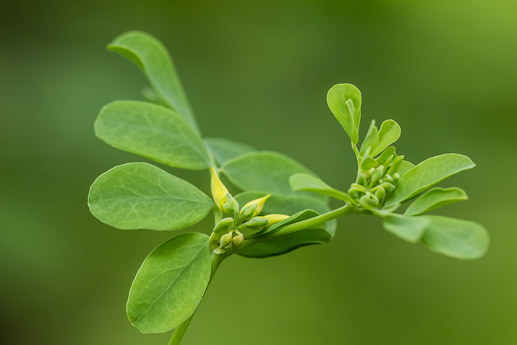 Изображение особи Hippocrepis emeroides.